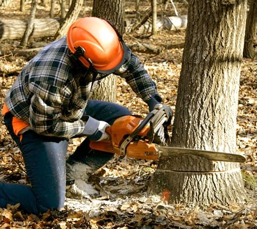 Tree Removal in Minter City, MS